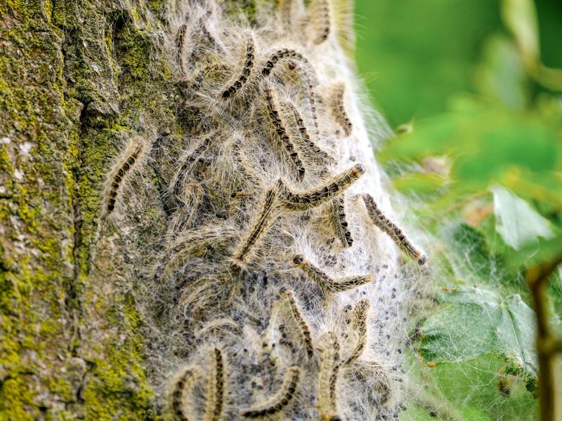 Eichenprozessionsspinner auf einem Eichenstamm